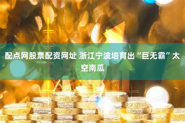 配点网股票配资网址 浙江宁波培育出“巨无霸”太空南瓜